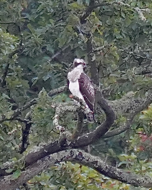 osprey